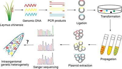 Characterization of nuclear DNA diversity in an individual <mark class="highlighted">Leymus chinensis</mark>